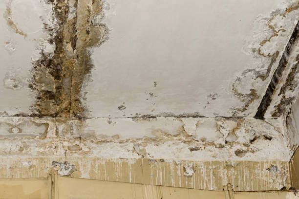 Trusted Mount Vernon, TX Mold Remediation Experts