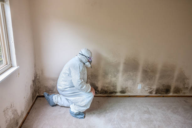 Asbestos and Lead Testing During Mold Inspection in Mount Vernon, TX